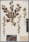 Foto von Salix aurita L.